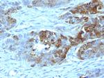 Blood Group Antigen H Type 2 (CD173) Antibody in Immunohistochemistry (Paraffin) (IHC (P))