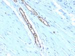 Blood Group Antigen A (CD173) Antibody in Immunohistochemistry (Paraffin) (IHC (P))