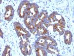 Blood Group Antigen A (CD173) Antibody in Immunohistochemistry (Paraffin) (IHC (P))