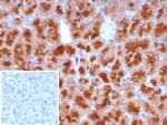 GP2 (Glycoprotein 2)/ZAP75 Antibody in Immunohistochemistry (Paraffin) (IHC (P))