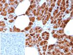 GP2 (Glycoprotein 2)/ZAP75 Antibody in Immunohistochemistry (Paraffin) (IHC (P))