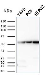 Glucose 6-Phosphate Isomerase Antibody in Western Blot (WB)