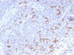 CD163L1 Antibody in Immunohistochemistry (Paraffin) (IHC (P))