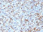 CD163L1 Antibody in Immunohistochemistry (Paraffin) (IHC (P))