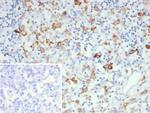 CD163L1 Antibody in Immunohistochemistry (Paraffin) (IHC (P))