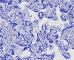 CD163L1 Antibody in Immunohistochemistry (Paraffin) (IHC (P))