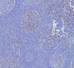 CD163L1 Antibody in Immunohistochemistry (Paraffin) (IHC (P))