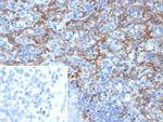 CD163L1 Antibody in Immunohistochemistry (Paraffin) (IHC (P))