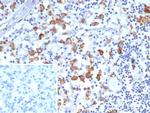 CD163L1 Antibody in Immunohistochemistry (Paraffin) (IHC (P))