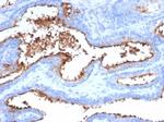 CD13/Aminopeptidase-N (Myeloid Cell Marker) Antibody in Immunohistochemistry (Paraffin) (IHC (P))