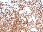 CD13/Aminopeptidase-N (Myeloid Cell Marker) Antibody in Immunohistochemistry (Paraffin) (IHC (P))