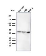 PD-L1/PDCD1LG1/CD274/B7-H1 (Cancer Immunotherapy Target) Antibody in Western Blot (WB)