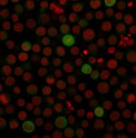 PD-L1/PDCD1LG1/CD274/B7-H1 (Cancer Immunotherapy Target) Antibody in Immunocytochemistry (ICC/IF)