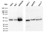 PD-L1/PDCD1LG1/CD274/B7-H1 (Cancer Immunotherapy Target) Antibody in Western Blot (WB)