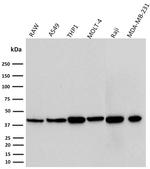 PD-L1/PDCD1LG1/CD274/B7-H1 (Cancer Immunotherapy Target) Antibody in Western Blot (WB)