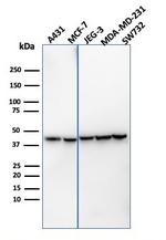 PD-L1/PDCD1LG1/CD274/B7-H1 (Cancer Immunotherapy Target) Antibody in Western Blot (WB)