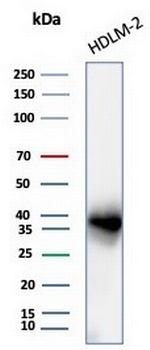 PD-L1/PDCD1LG1/CD274/B7-H1 (Cancer Immunotherapy Target) Antibody in Western Blot (WB)