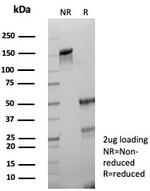 PD-L1/PDCD1LG1/CD274/B7-H1 (Cancer Immunotherapy Target) Antibody in SDS-PAGE (SDS-PAGE)