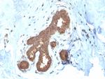 Glutathione S-Transferase Mu2 (GSTM2) Antibody in Immunohistochemistry (Paraffin) (IHC (P))