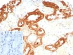 Glutathione S-Transferase Mu3 (GSTM3) Antibody in Immunohistochemistry (Paraffin) (IHC (P))