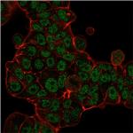 MSH6 (DNA Mismatch Repair Protein) Antibody in Immunocytochemistry (ICC/IF)