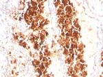 Glycophorin A/CD235a (Erythrocyte Marker) Antibody in Immunohistochemistry (Paraffin) (IHC (P))