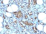 Glycophorin A/CD235a Antibody in Immunohistochemistry (Paraffin) (IHC (P))