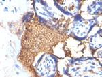 Glycophorin A/CD235a Antibody in Immunohistochemistry (Paraffin) (IHC (P))