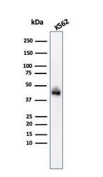 Glycophorin A/CD235a Antibody in Western Blot (WB)