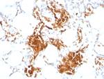 Glycophorin A/CD235a (Erythrocyte Marker) Antibody in Immunohistochemistry (Paraffin) (IHC (P))