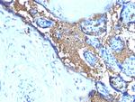 Glycophorin A/CD235a (Erythrocyte Marker) Antibody in Immunohistochemistry (Paraffin) (IHC (P))