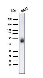 Glycophorin A/CD235a (Erythrocyte Marker) Antibody in Western Blot (WB)