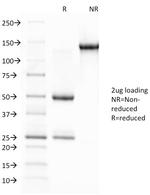 Glycophorin A/CD235a (Erythrocyte Marker) Antibody in SDS-PAGE (SDS-PAGE)