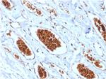 Glycophorin A/CD235a (Erythrocyte Marker) Antibody in Immunohistochemistry (Paraffin) (IHC (P))