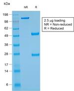 Glycophorin A/CD235a (Erythrocyte Marker) Antibody in SDS-PAGE (SDS-PAGE)