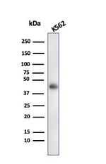 Glycophorin A/CD235a (Erythrocyte Marker) Antibody in Western Blot (WB)