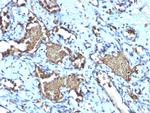 Glycophorin A/CD235a Antibody in Immunohistochemistry (Paraffin) (IHC (P))