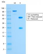 Glycophorin A/CD235a Antibody in SDS-PAGE (SDS-PAGE)