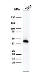 Glycophorin A/CD235a Antibody in Western Blot (WB)