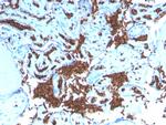 Glycophorin A/CD235a (Erythrocyte Marker) Antibody in Immunohistochemistry (Paraffin) (IHC (P))