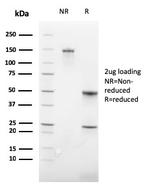 Glycophorin A/CD235a (Erythrocyte Marker) Antibody in SDS-PAGE (SDS-PAGE)