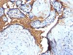 Glycophorin A/CD235a (Erythrocyte Marker) Antibody in Immunohistochemistry (Paraffin) (IHC (P))