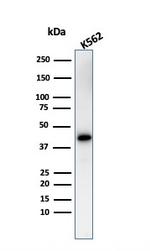 Glycophorin A/CD235a (Erythrocyte Marker) Antibody in Western Blot (WB)