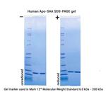 Human Apo-SAA Protein in Functional Assay (Functional)