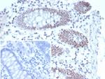 T-bet/Tbox-bet/TBX21 Antibody in Immunohistochemistry (Paraffin) (IHC (P))