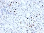 Granzyme B (NK/T-Cell Lymphoma Marker) Antibody in Immunohistochemistry (Paraffin) (IHC (P))