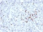 Granzyme B (NK/T-Cell Lymphoma Marker) Antibody in Immunohistochemistry (Paraffin) (IHC (P))