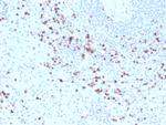 Granzyme B Antibody in Immunohistochemistry (Paraffin) (IHC (P))