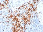 Granzyme B Antibody in Immunohistochemistry (Paraffin) (IHC (P))