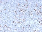 Granzyme B Antibody in Immunohistochemistry (Paraffin) (IHC (P))